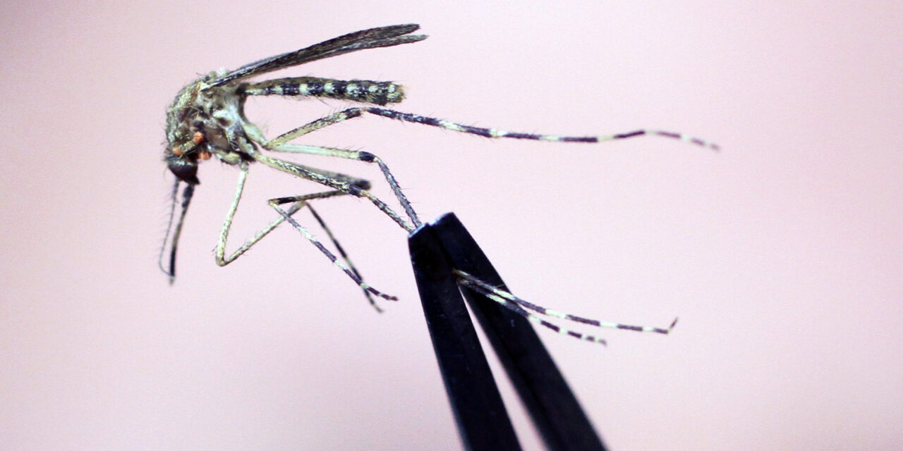 New Hampshire resident dies after testing positive for mosquito-borne encephalitis virus