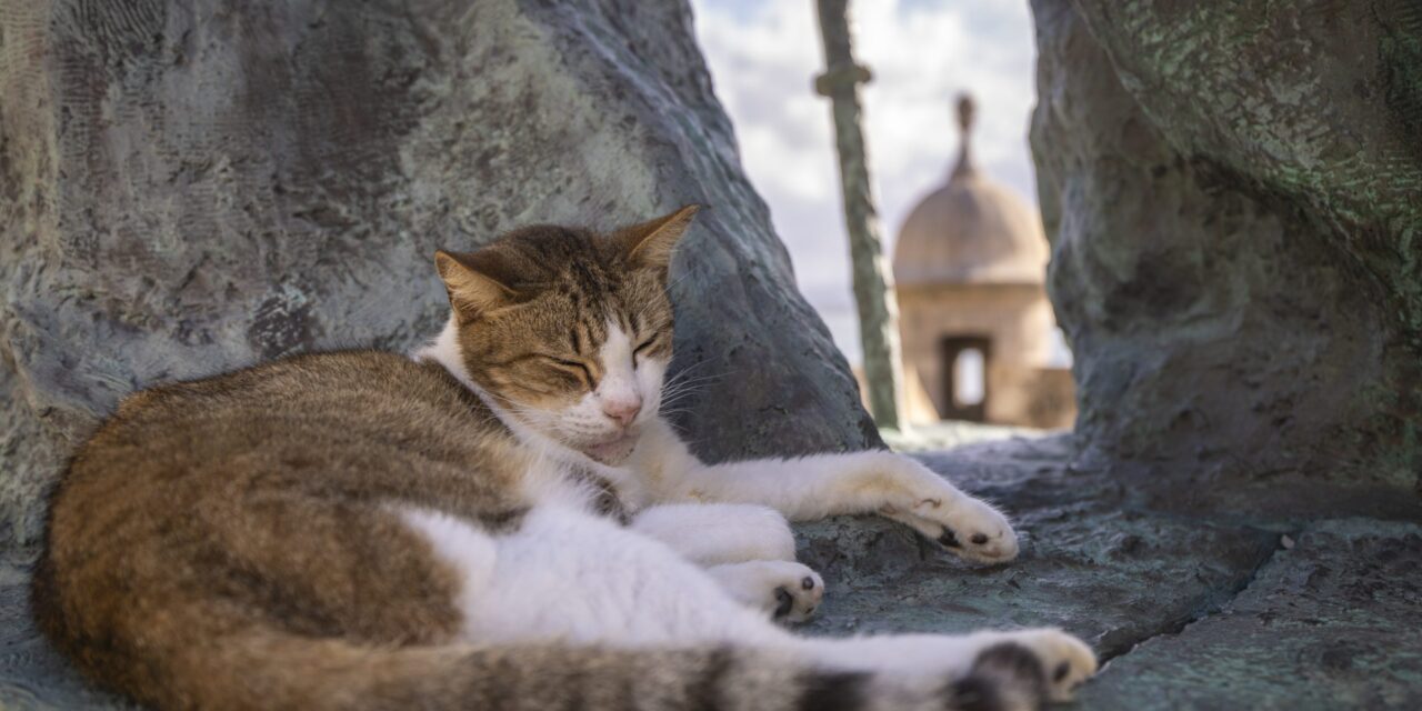 US halts plan to remove iconic stray cats from a historic area in Puerto Rico’s capital