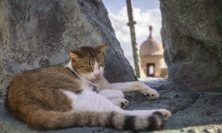 US halts plan to remove iconic stray cats from a historic area in Puerto Rico’s capital