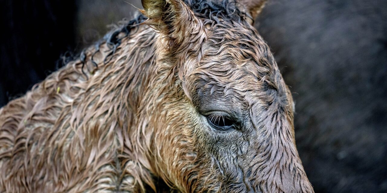 AP PHOTOS: Germany springs to life in vivid scenes of nature