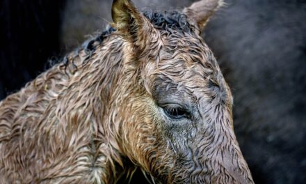 AP PHOTOS: Germany springs to life in vivid scenes of nature