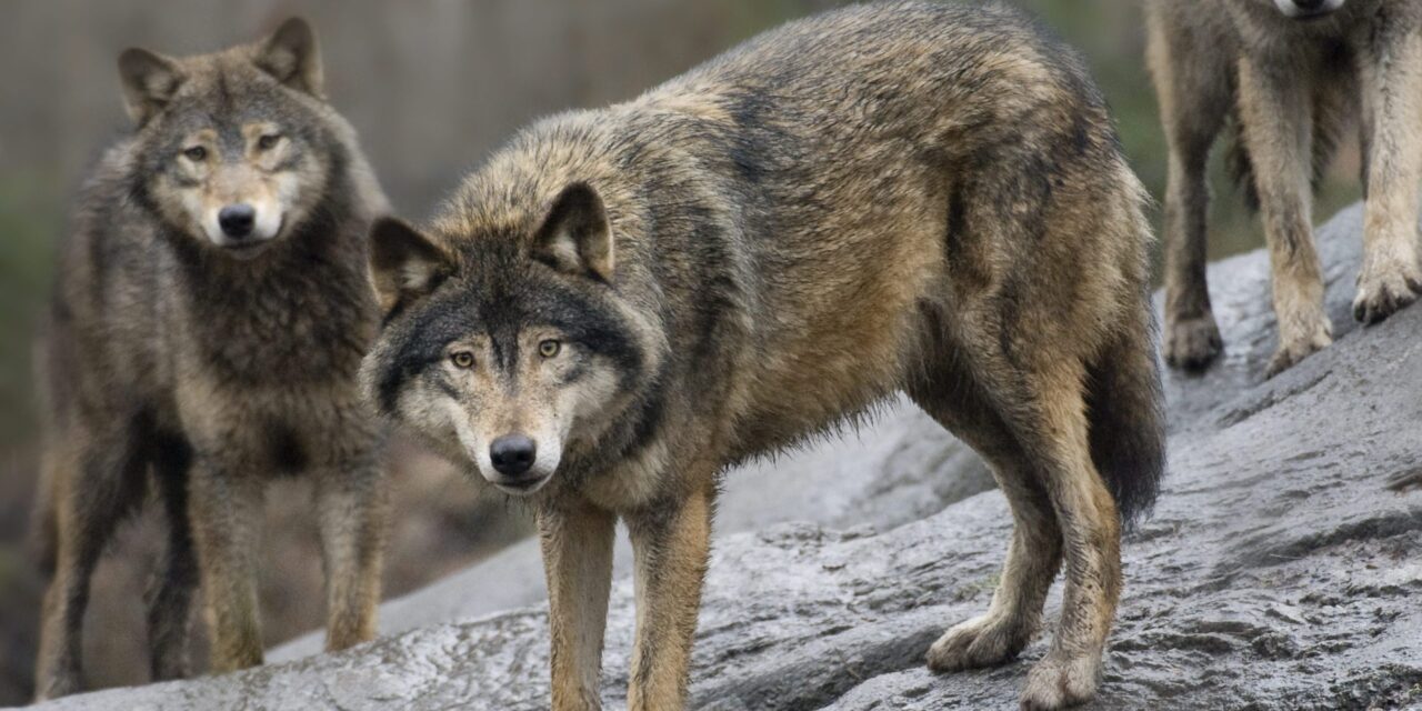 Who’s afraid of the big bad wolf? The EU moves to loosen protections for the animals