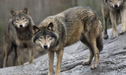 Who’s afraid of the big bad wolf? The EU moves to loosen protections for the animals