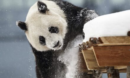 A zoo in Finland with financial woes is returning giant pandas to China