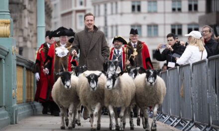 Damian Lewis herds sheep over a London bridge as part of a quirky tradition