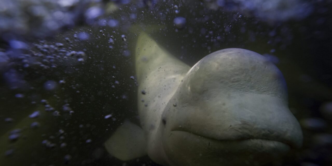 Offering a dose of healing, curious beluga whales frolic in a warming Hudson Bay