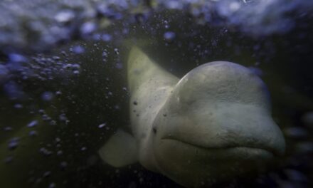 Offering a dose of healing, curious beluga whales frolic in a warming Hudson Bay