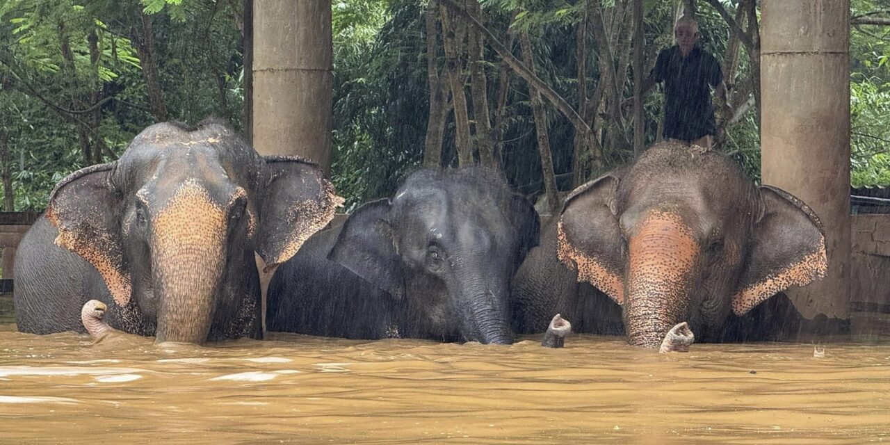 Flooding from seasonal rains threatens residents in northern Thailand, including elephants