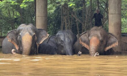 Flooding from seasonal rains threatens residents in northern Thailand, including elephants