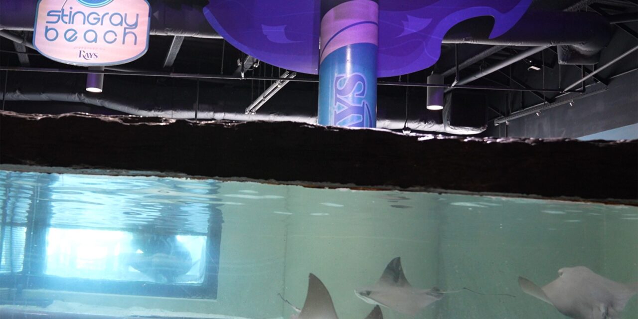 Safe! Florida Aquarium’s stingrays ride out Milton in MLB Rays’ ballpark tank