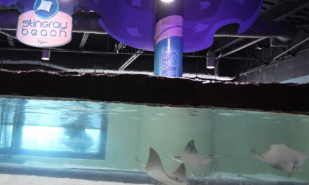 Safe! Florida Aquarium’s stingrays ride out Milton in MLB Rays’ ballpark tank