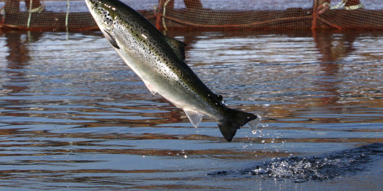 An environmental group files intent to sue a salmon farmer for pollution off Maine’s coast