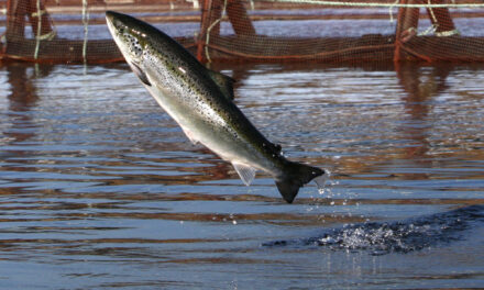 An environmental group files intent to sue a salmon farmer for pollution off Maine’s coast