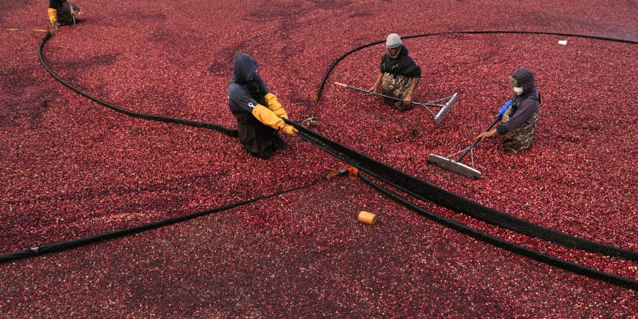 Millions will eat cranberry sauce on Thanksgiving. But where do those cranberries come from?