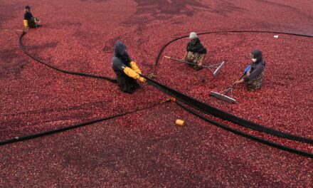 Millions will eat cranberry sauce on Thanksgiving. But where do those cranberries come from?