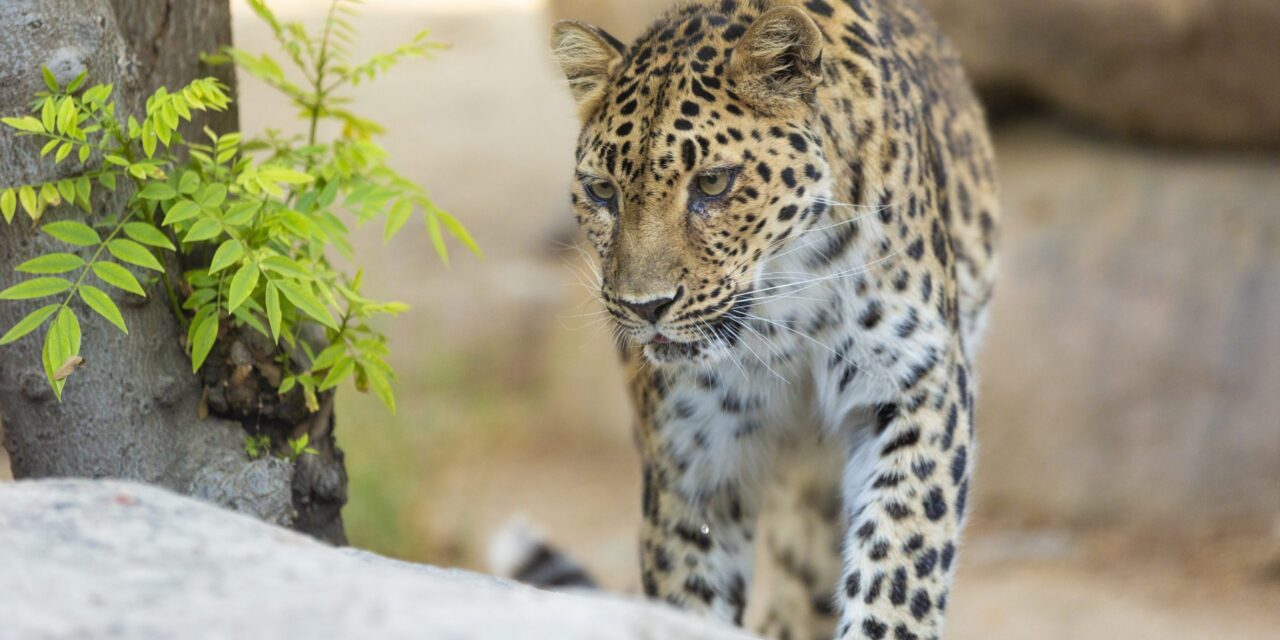 Critically endangered leopard dies at age 21 in California zoo