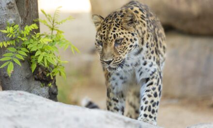 Critically endangered leopard dies at age 21 in California zoo