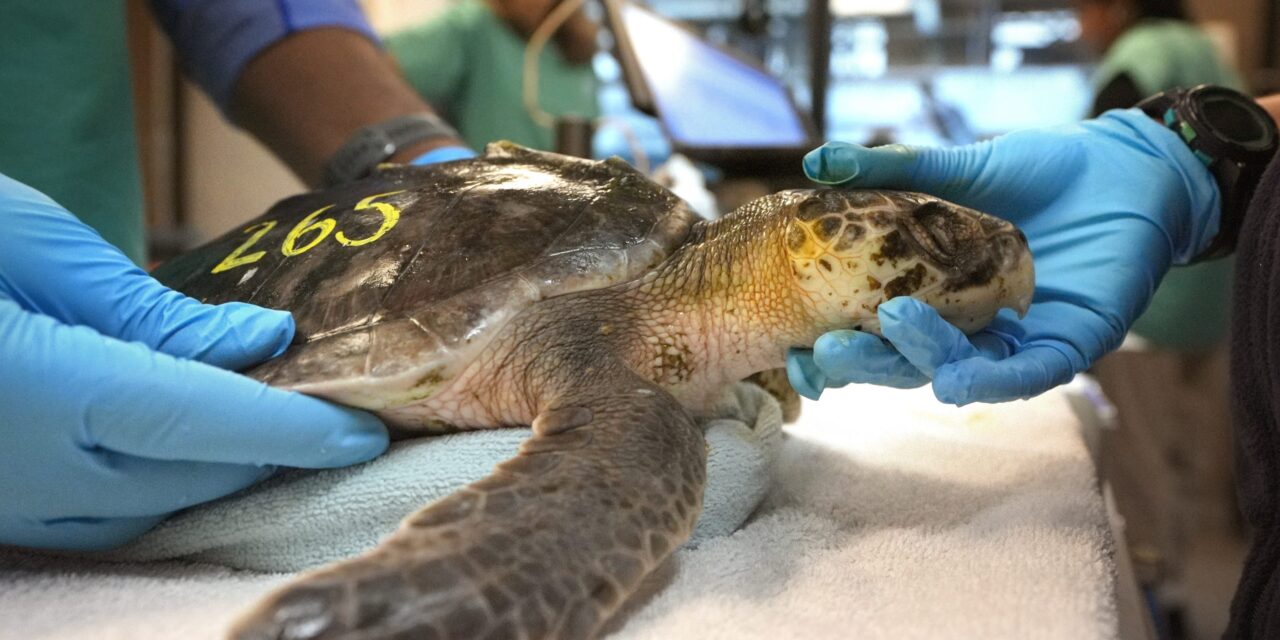 Global warming fills New England’s rich waters with death traps for endangered sea turtles