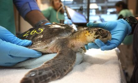 Global warming fills New England’s rich waters with death traps for endangered sea turtles