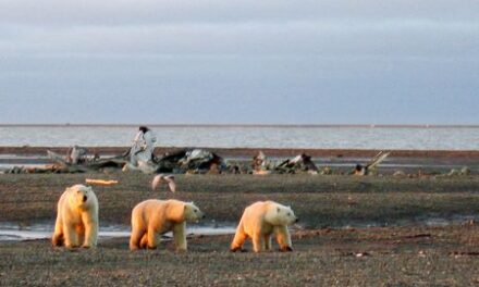 US to offer oil and gas leases in Alaska wildlife refuge on Jan. 9