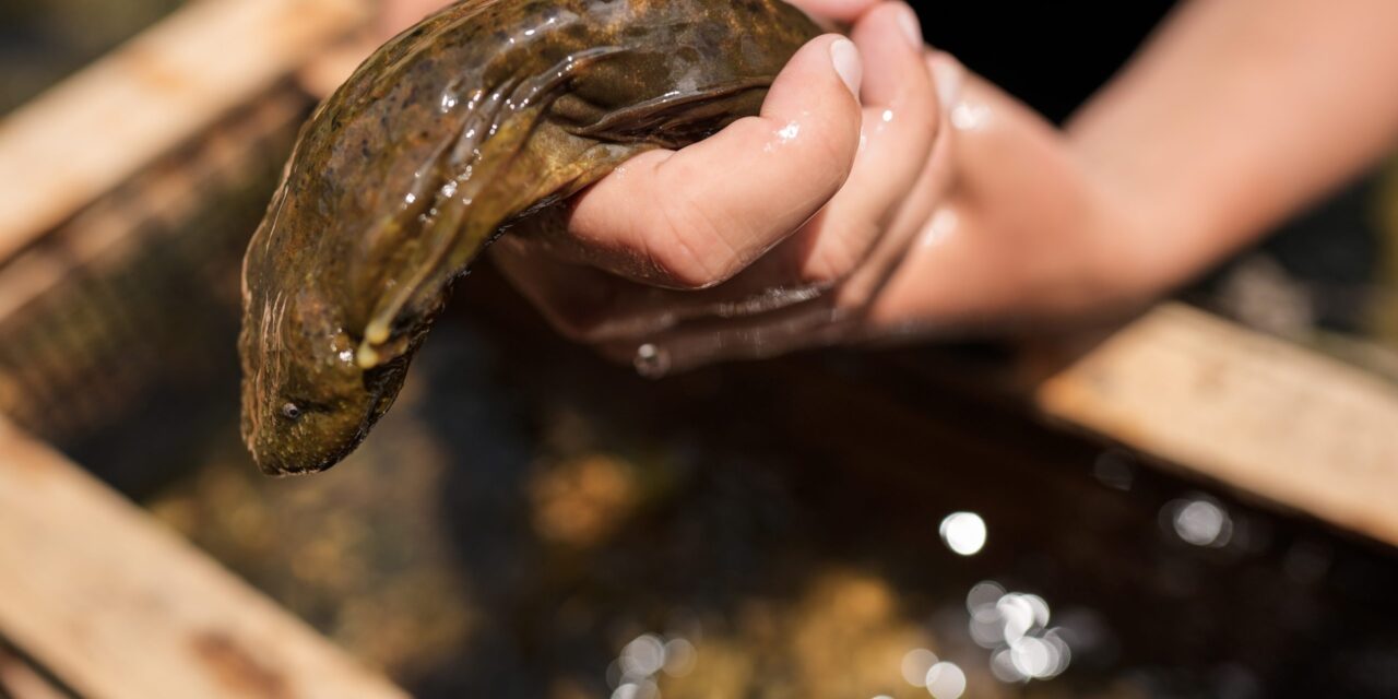 Feds propose protection for giant salamanders devastated by Hurricane Helene