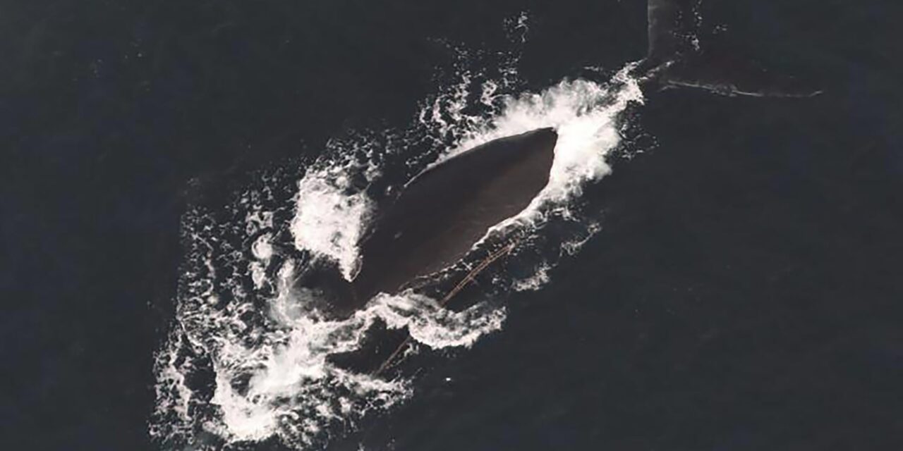 Third entangled endangered whale spotted in span of a week off East Coast