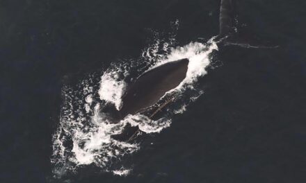 Third entangled endangered whale spotted in span of a week off East Coast