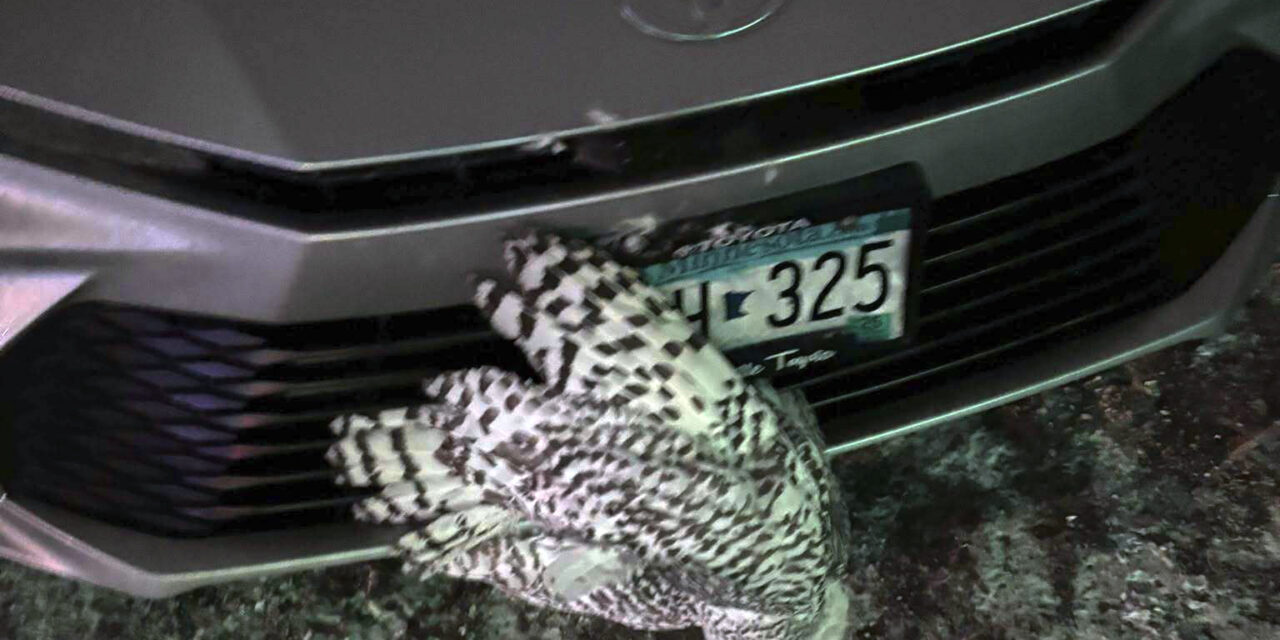 Snowy owl rescued from car grille by Minnesota woman who saved another bird hours earlier