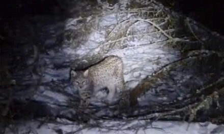 One of four lynx captured in the Scottish Highlands dies