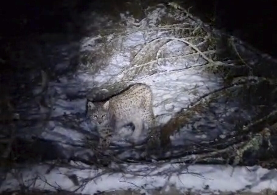 One of four lynx captured in the Scottish Highlands dies