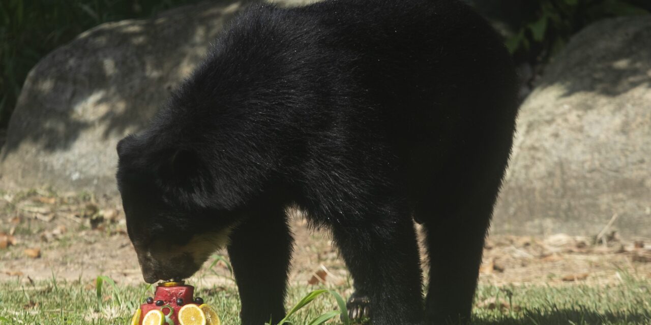 Rio’s thirsty zoo animals get icy treats to cool down in Brazil’s stifling summer heat