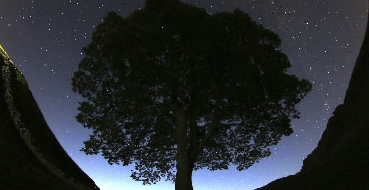 Prosecutor says Sycamore Gap tree cutters committed ‘arboreal equivalent of mindless thuggery’