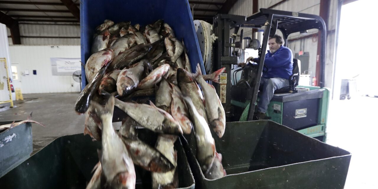 Trump administration promises Illinois it will pay to keep carp out of the Great Lakes