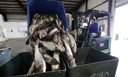 Trump administration promises Illinois it will pay to keep carp out of the Great Lakes