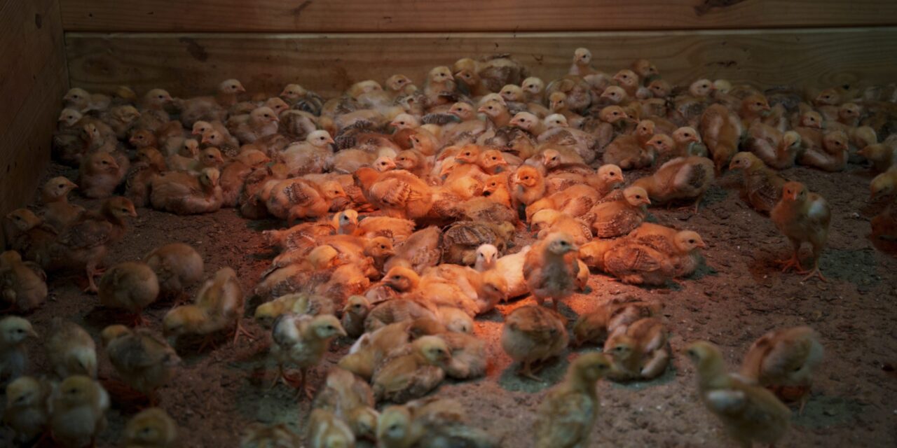 Shipment of thousands of chicks found abandoned in USPS truck now overwhelming an animal shelter