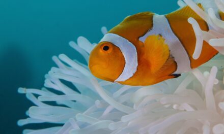 Clownfish shrink their bodies to survive ocean heat waves