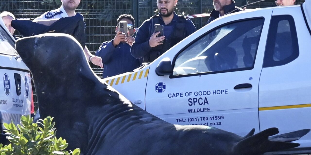 ‘How did you get here?’ A large elephant seal is found lumbering along a South African street