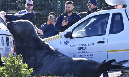 ‘How did you get here?’ A large elephant seal is found lumbering along a South African street
