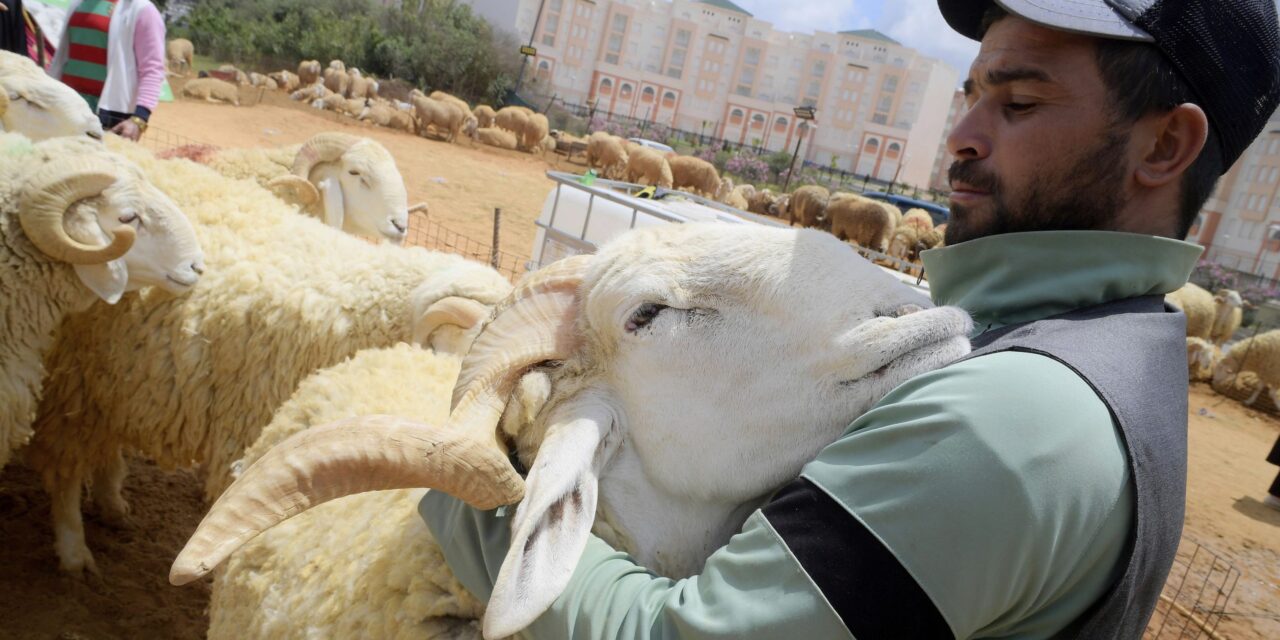 PHOTO COLLECTION: Eid al-Adha