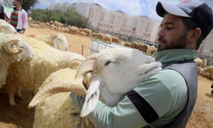 PHOTO COLLECTION: Eid al-Adha