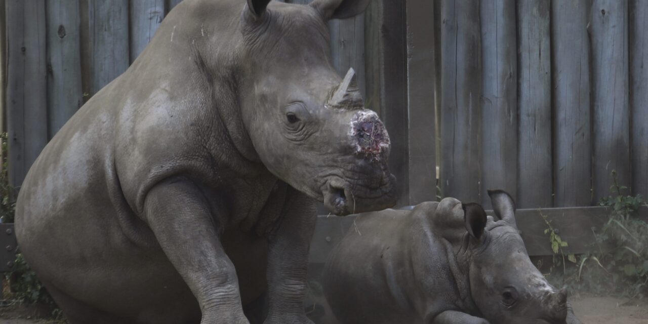 Cutting off rhinos’ horns is a contentious last resort to stop poaching. A new study found it works