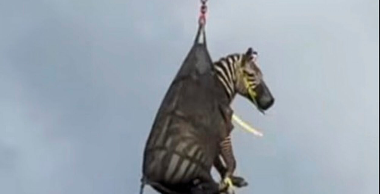 A runaway pet zebra has been captured in Tennessee