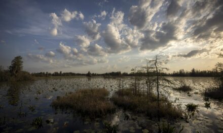 Conservation group makes $60M land deal to end mining threat outside Okefenokee Swamp