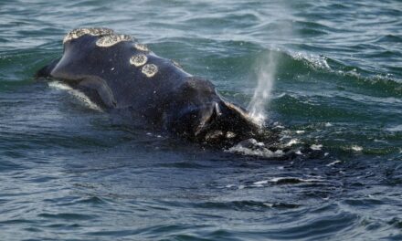 Canada to take steps to protect vanishing North Atlantic right whales from ships