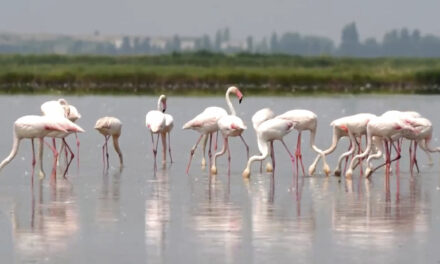 Flamingos are stirring up trouble and ravaging rice for risotto in Italy’s northeast