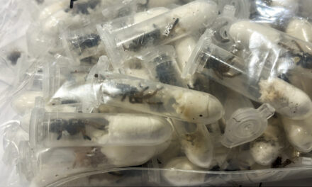 German customs officials show images of tarantulas hidden in spongecake boxes after smuggling bust